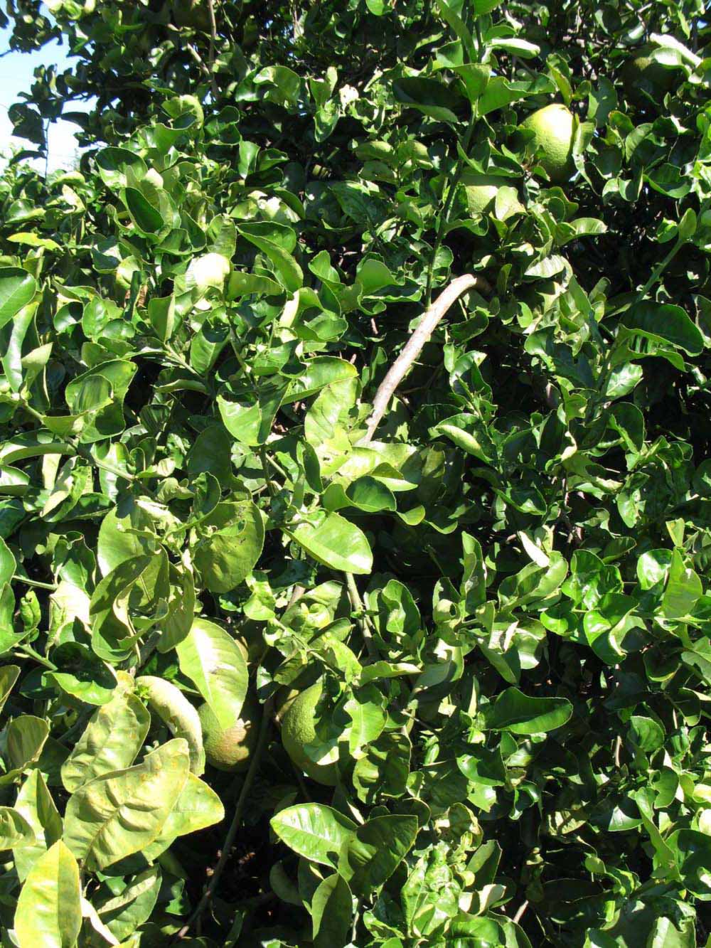              Sun leaves (Winter Haven, FL)       